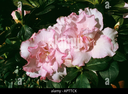 Rhododendron azalée rose tendre feminine amélioré avec un bord violet Banque D'Images
