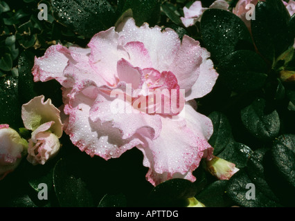 Rhododendron azalée rose tendre feminine amélioré avec un edgin violet Banque D'Images
