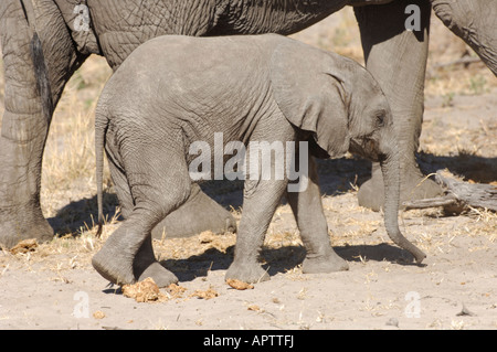 Elephant calf marche à côté de mère Banque D'Images