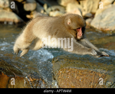 Macaque japonais Macaca fuscata singe neige sautant par dessus un ruisseau Nagano Japon Banque D'Images