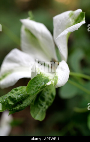 CLEMATIS ALBA LUXURIANS Banque D'Images