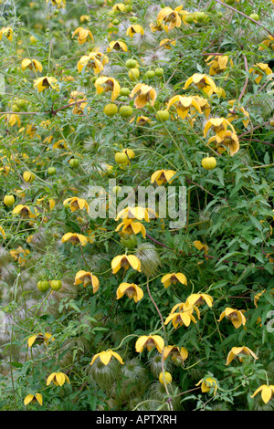 CLEMATIS ORIENTALIS BILL MACKENZIE À LA FIN SEPTEMBRE Banque D'Images