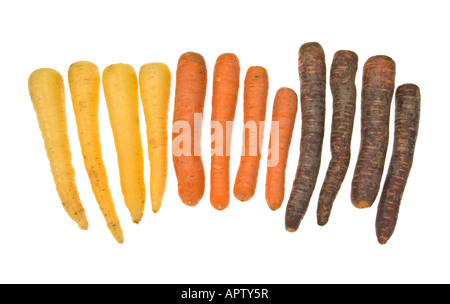 Les carottes orange jaune bleu rouge violet lila lilas noir blanc 3 lavande foncé trois sortes différentes de reproduction croissance genre on white Banque D'Images