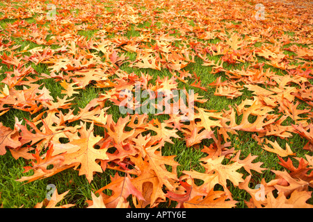 Les feuilles d'automne sur l'herbe Banque D'Images