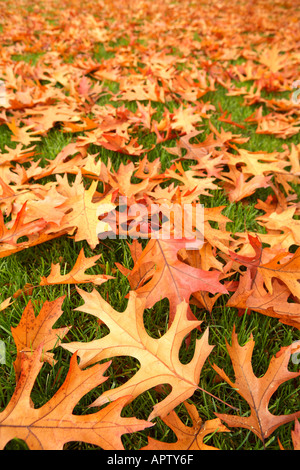 Les feuilles d'automne sur l'herbe Banque D'Images