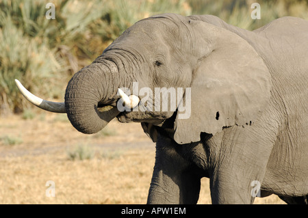 Stock photo libre d'un éléphant à coffre dans sa bouche, Okavango Delta, Botswana. Banque D'Images