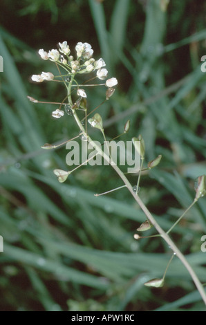 La bourse-commun (Capsella bursa-pastoris), inflorescence Banque D'Images