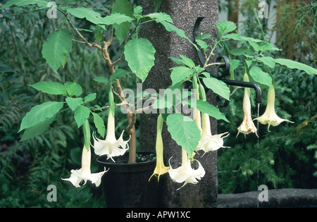 Angel's Trumpet (arbre, Datura arborea Brugmansia arborea), blooming Banque D'Images