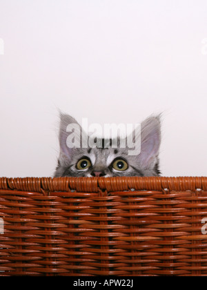 Un mignon chaton, d'un panier Banque D'Images