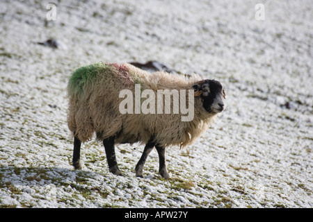 Brebis Swaledale en hiver en Bishopdale Banque D'Images