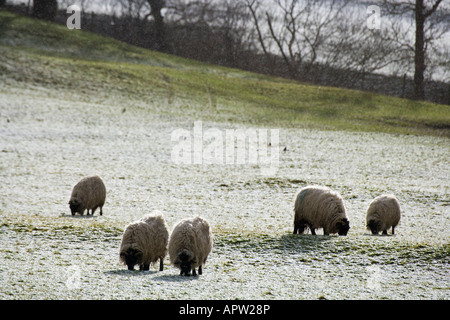 Des moutons paissant dans la neige en hiver Bishopdale Banque D'Images