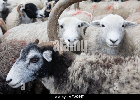 Close up de moutons dans des stylos, un profil en deux full face Banque D'Images