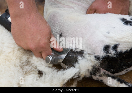 Close up de tonte de moutons, main sur clippers Banque D'Images