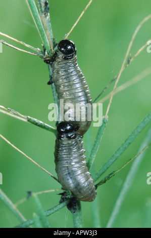 Les coléoptères des asperges (Aphanostigma spec.), larves, Belgique Banque D'Images