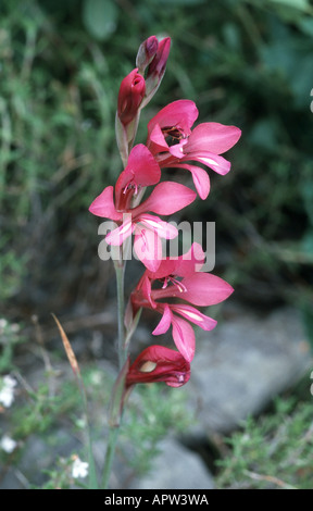 Glaïeul (Gladiolus illyricus sauvages), plante en fleurs, Portugal Banque D'Images