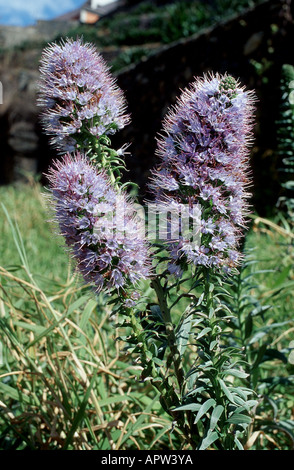 Vipersbugloss, fierté de Madère (Echium nervosum), inflorescences, Portugal, Madère Banque D'Images