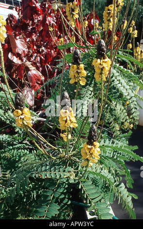 Senna, popcorn, Bush Bougie Golden Wonder (cassia didymobotrya, Senna didymobotrya), arbuste en fleurs Banque D'Images