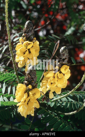 Senna, popcorn, Bush Bougie Golden Wonder (cassia didymobotrya, Senna didymobotrya), inflorescences Banque D'Images