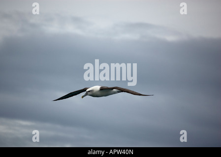 White-capped Mollymawk Albatros (Diomedea steadi) Nouvelle-Zélande Kaikoura Banque D'Images