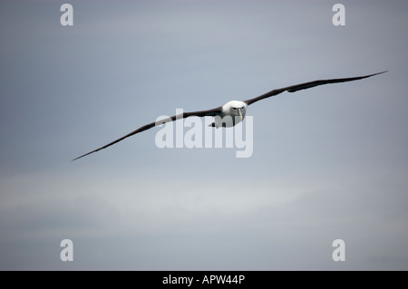 White-capped Mollymawk Albatros (Diomedea steadi) Nouvelle-Zélande Kaikoura Banque D'Images