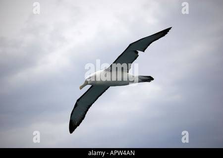 White-capped Mollymawk Albatros (Diomedea steadi) Nouvelle-Zélande Kaikoura Banque D'Images