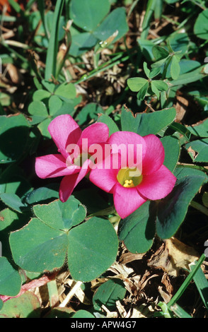 Woodsorrel pourpre (Oxalis purpurea), plante avec deux fleurs, le Portugal, Madère Banque D'Images