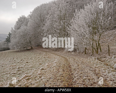 Les haies et arbres en forêt en bordure d'un champ en hiver Banque D'Images
