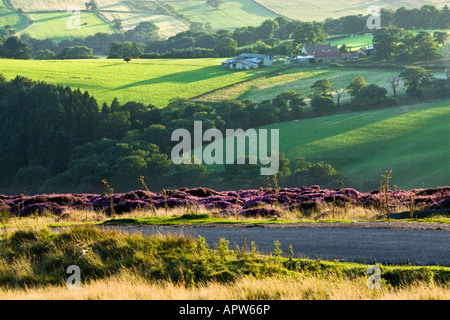 Ferme et route en Farndale sur le North York Moors National Park en fin d'après-midi soleil. Prises de Blakey Ridge. Banque D'Images