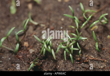 Du pavot à opium (Papaver somniferum), plants Banque D'Images
