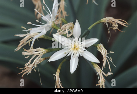 Lilly, étoile de mer illyriennes illyrie Pancratium (Lily), inflorescence Banque D'Images