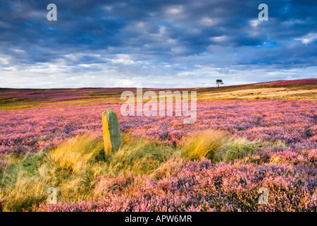 Une frontière stone entouré par la floraison purple heather de Commondale Moor dans le North York Moors National Park. UK Banque D'Images