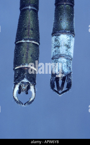 Lestes vert émeraude, Willow (demoiselle Lestes sponsa, Chalcolestes viridis), les mâles, la comparaison des derniers segments abdominaux, Banque D'Images