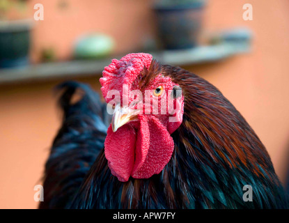 Coquelet, North Yorkshire, Angleterre Banque D'Images