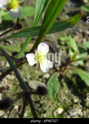 L'eau à feuilles étroites (Alisma lanceolatum), fleur Banque D'Images