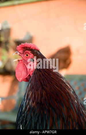 Coquelet, North Yorkshire, Angleterre Banque D'Images