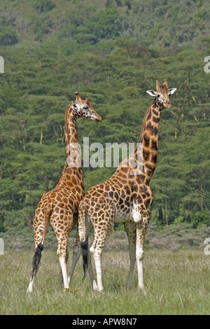 Rothschild Girafe (Giraffa camelopardalis rothschildi), deux personnes, debout, Kenya, Nakuru NP Banque D'Images