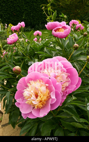 Paeonia pivoine rose Bol de beauté dans un jardin Wiltshire UK Banque D'Images