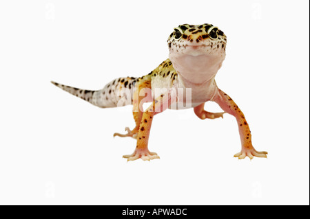 Gecko léopard Eublepharis macularius Dist Asie Inde Irak Afghanistan Pakistan Banque D'Images