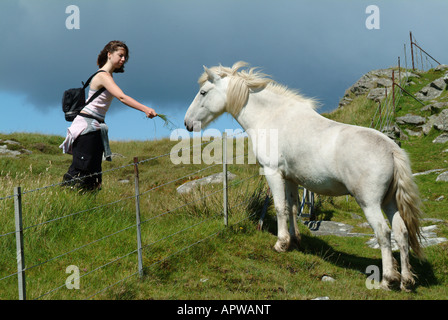 L'alimentation d'un poney Eriskay sauvage sur l'Île Sainte Eriskay île d'eriskay western isles ecosse Outer Hebrides uk go Banque D'Images