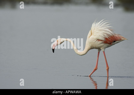 Flamant rose (Phoenicopterus ruber), l'alimentation, la France, la Camargue Banque D'Images