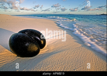 Coco de Mer de semences Semences de palmier Lodoicea maldivica échoués sur des mondes plus vulnérables semences plage Seychelles Banque D'Images