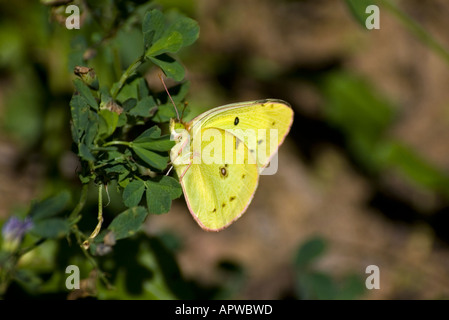 Et troublées commun papillon sur les feuilles vert Banque D'Images