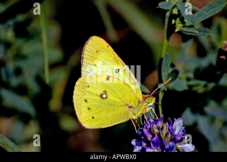 Et troublées commun Papillon se nourrissant de fleur de trèfle rouge Banque D'Images