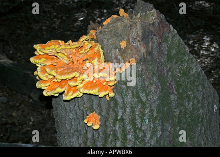 Durée de soufre de poulet aux champignons des bois Banque D'Images