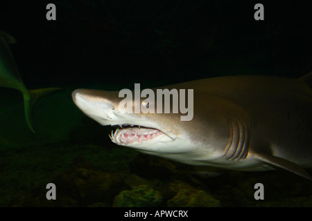 Sand Tiger Shark chassant le poisson Banque D'Images