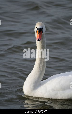 Cygne tuberculé Banque D'Images