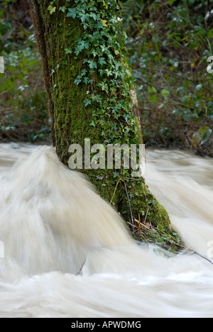 Arbre d'aulne entouré d'eaux d'inondation, Pays de Galles, Royaume-Uni. Banque D'Images