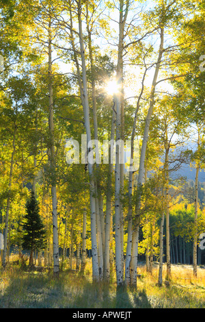 Lever du soleil, l'Owl Creek Pass, Col Owl Creek Road, Ridgeway, Colorado, USA Banque D'Images