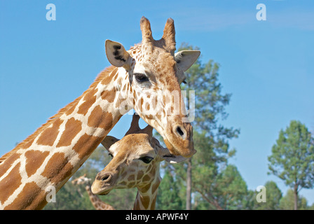 Une mère et bébé girafe ensemble Banque D'Images
