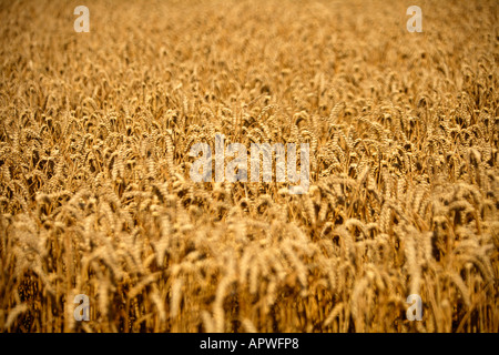 Champ de céréales avant la récolte. Banque D'Images